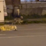 ardahanda-gece-sehre-inen-tilki-kamerada-v9BgwMxE.jpg