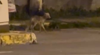 ardahanda-gece-sehre-inen-tilki-kamerada-v9BgwMxE.jpg