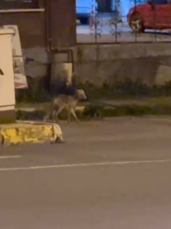 ardahanda-gece-sehre-inen-tilki-kamerada-v9BgwMxE.jpg