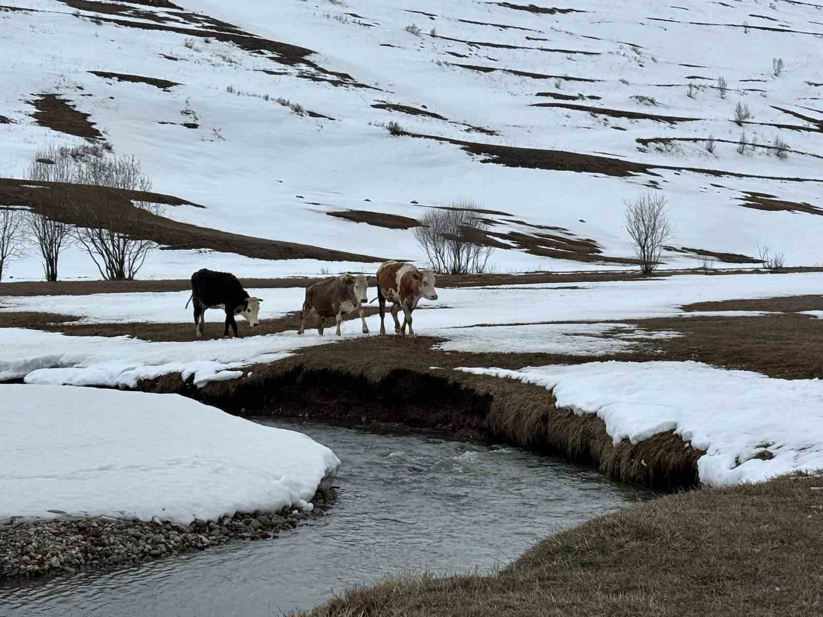 ardahanda kis mevsiminin uzamasi hayvanciligi vurdu 1 9lLFTXPv