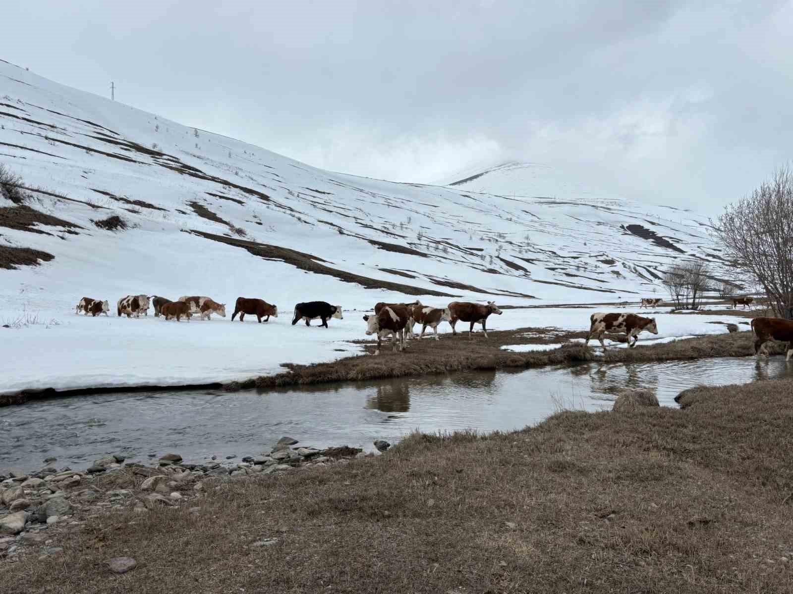 ardahanda kis mevsiminin uzamasi hayvanciligi vurdu 2 W8OAZTvh