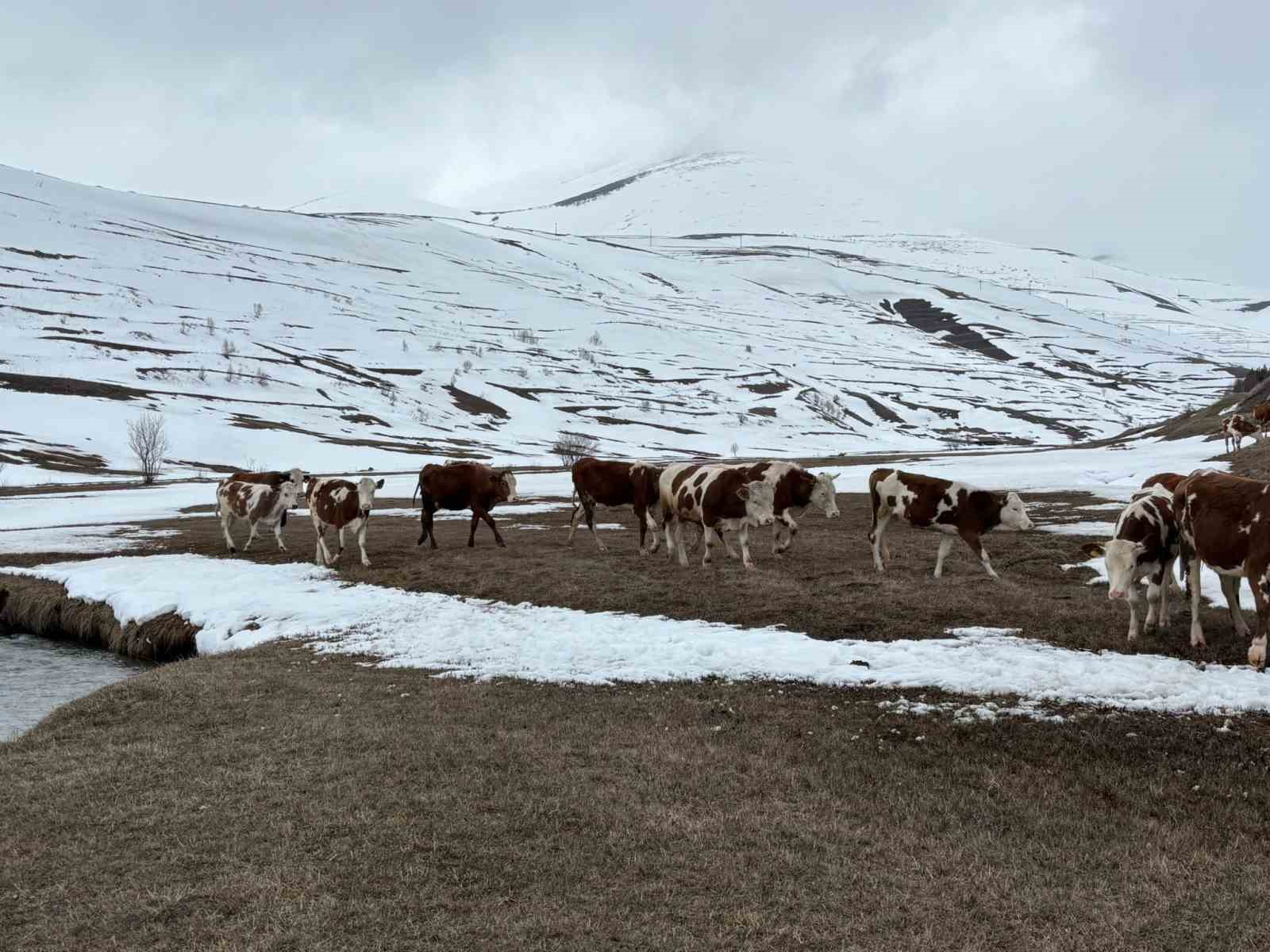 ardahanda kis mevsiminin uzamasi hayvanciligi vurdu 3 iAIukk4D