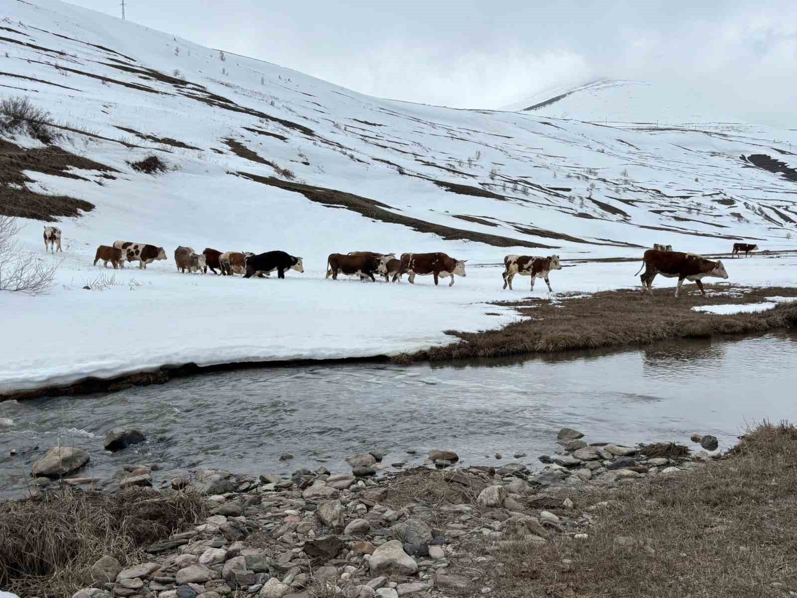 ardahanda kis mevsiminin uzamasi hayvanciligi vurdu 4