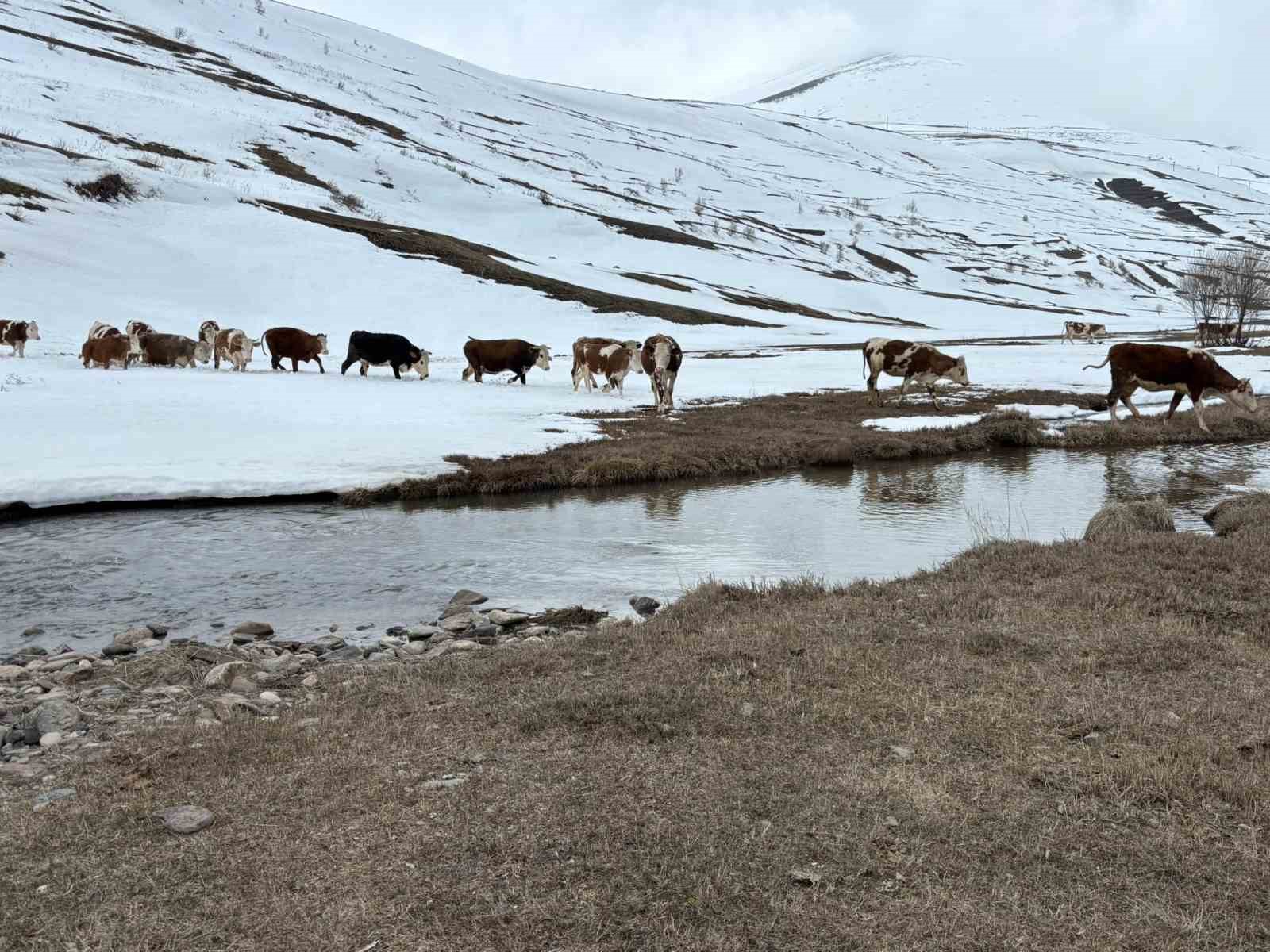 ardahanda kis mevsiminin uzamasi hayvanciligi vurdu 5 RCWKKVtG