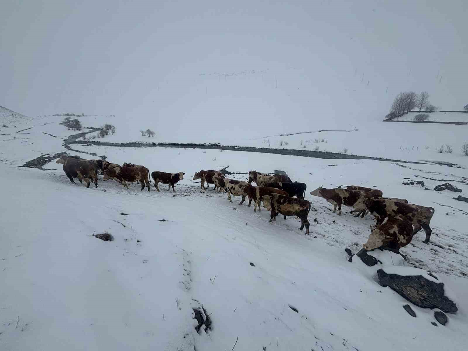 ardahanda kis mevsiminin uzamasi hayvanciligi vurdu 7 73kLHuES