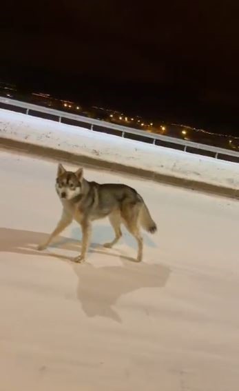 ardahanda sehre inen kurt goruntulendi 2 IaaKZrNf