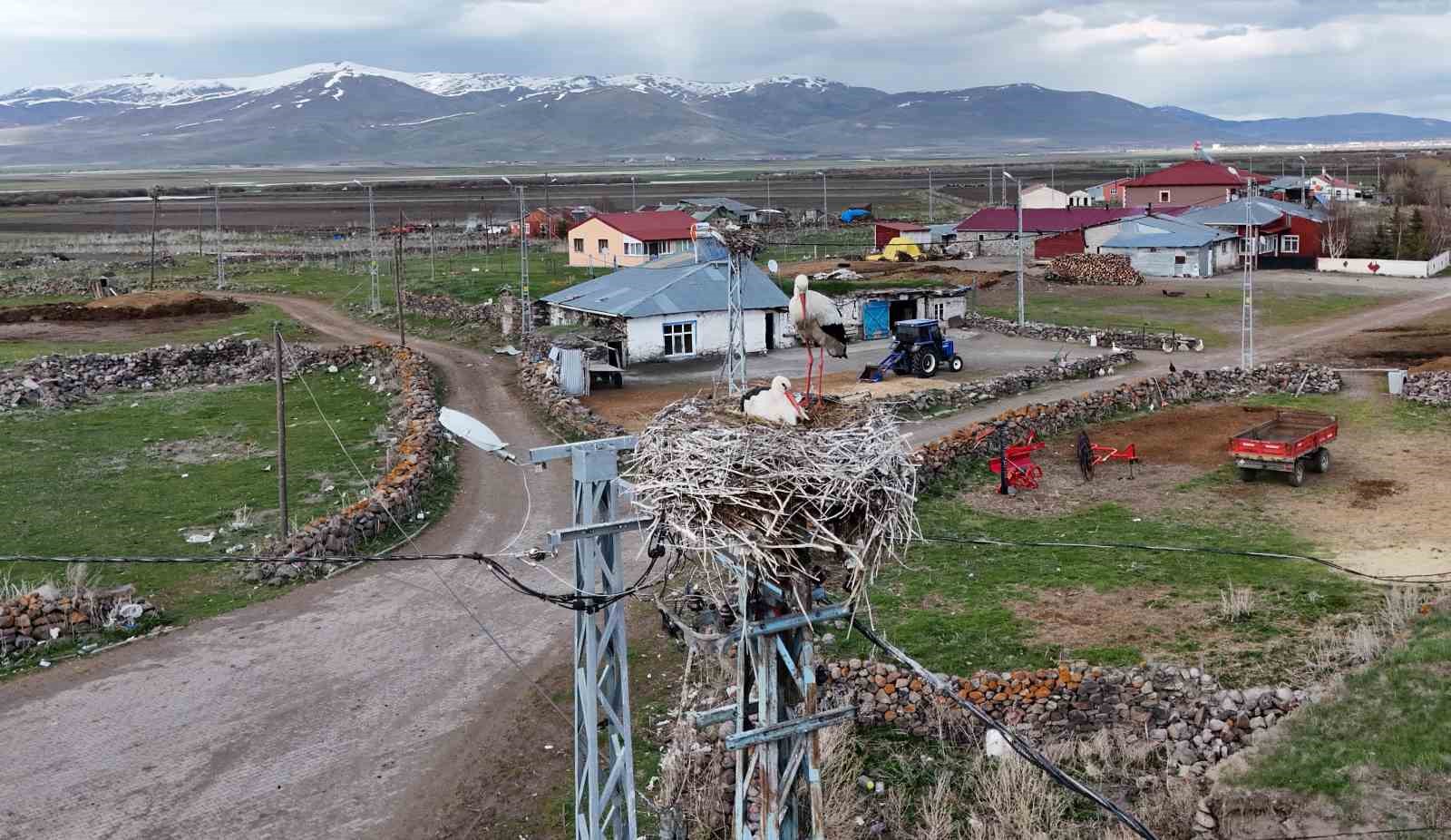 ardahanin agzipek koyu leyleklerin ugrak noktasi oldu 0