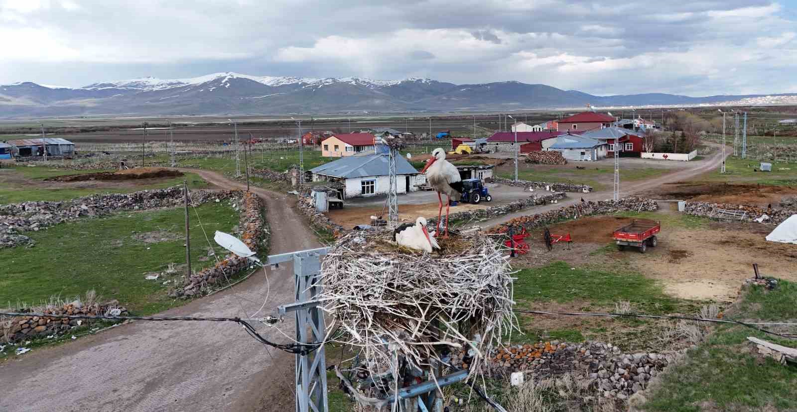 ardahanin agzipek koyu leyleklerin ugrak noktasi oldu 1 y3FUI4dr