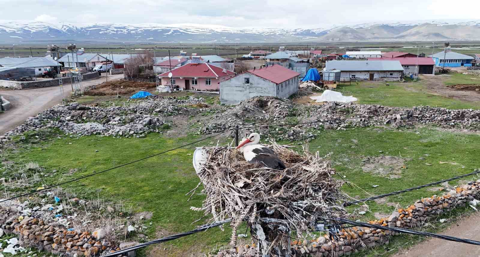 ardahanin agzipek koyu leyleklerin ugrak noktasi oldu 3 d4I7Fcfn