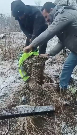 ardanucta tellere takilan baykusu il ozel idaresi ekipleri kurtardi 1 TWWERiqO