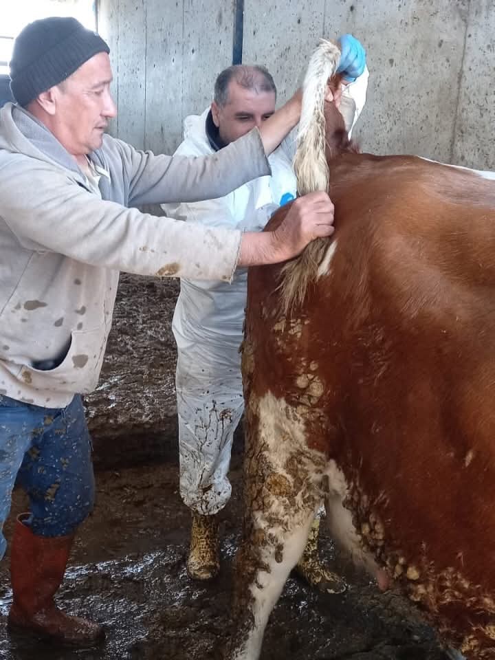 ari isletmede tuberkuloz ve brusella testi yapildi 1 9f6F5jub