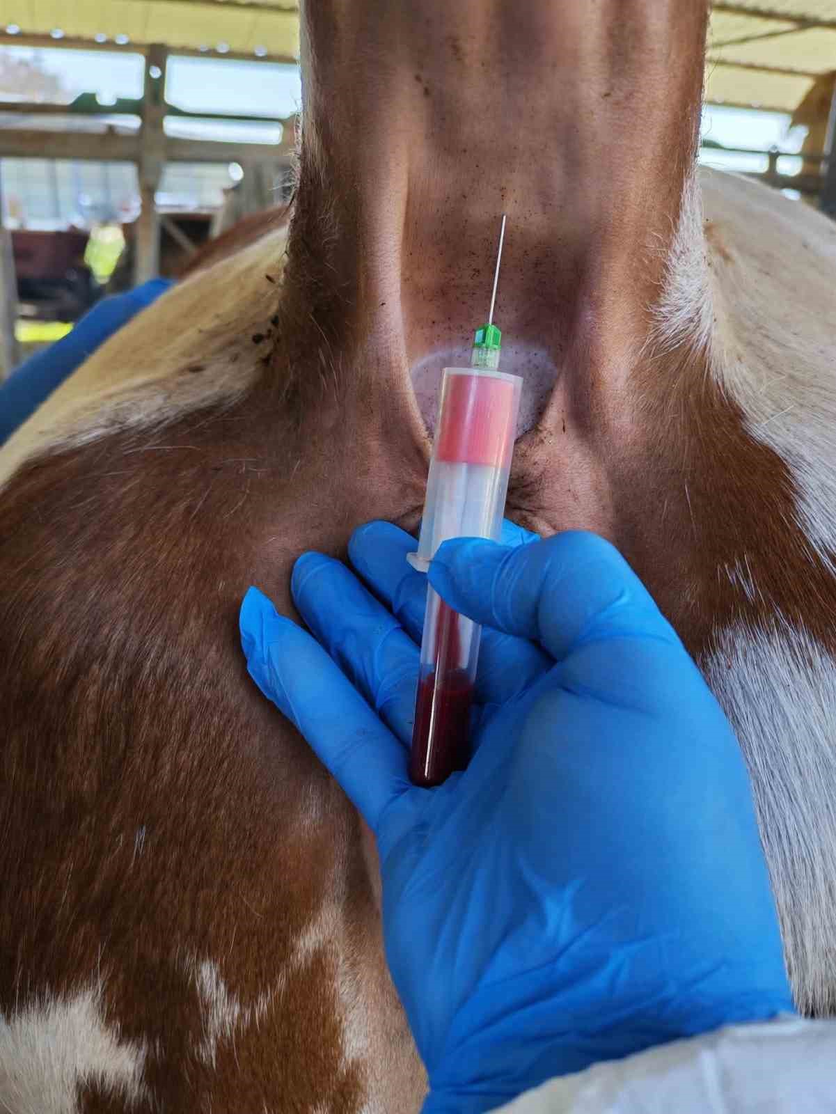 ari isletmede tuberkuloz ve brusella testi yapildi 2 hg4VrGhO