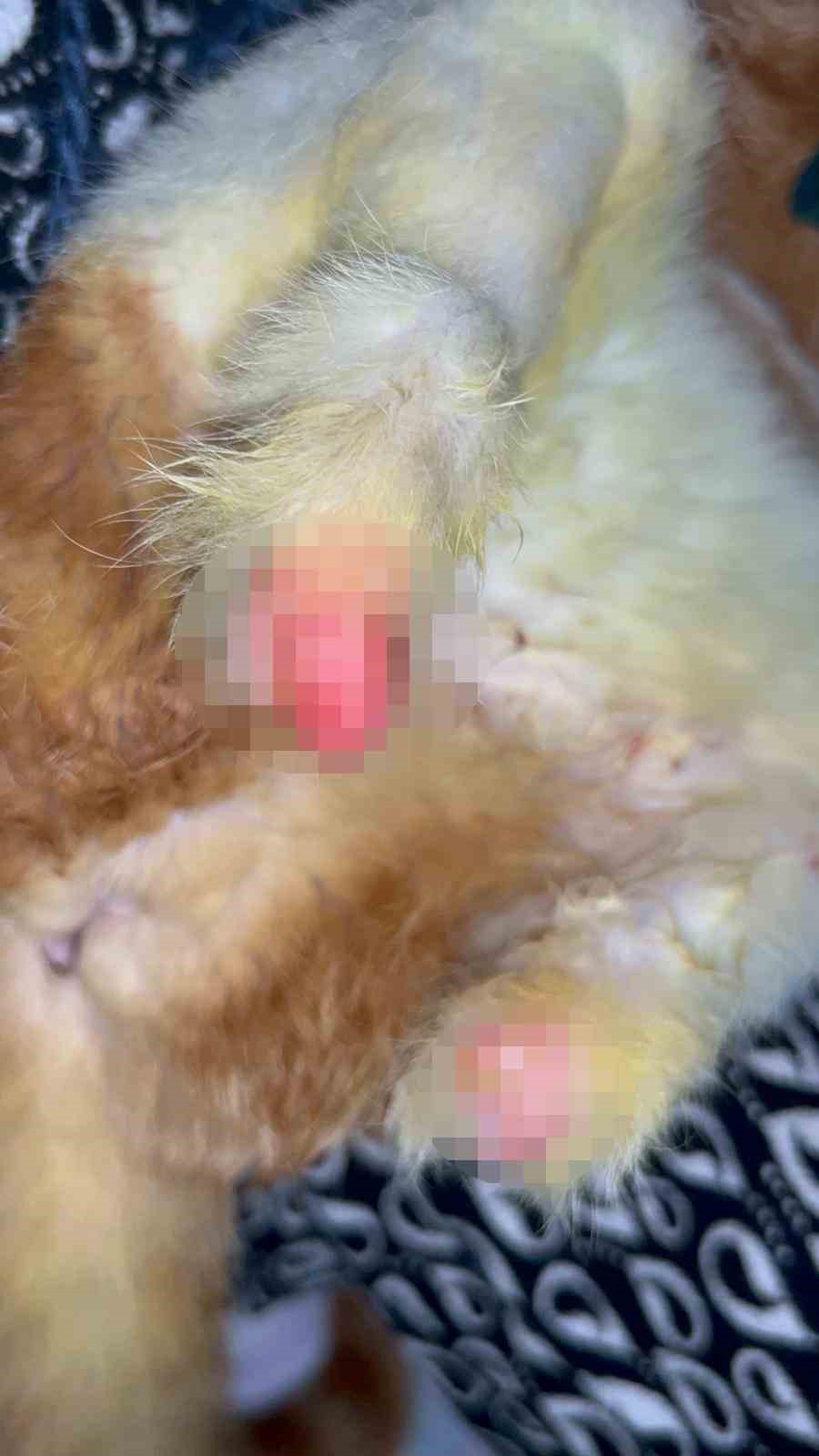 arka 2 patisi ampute edilen balima 3 boyutlu ozel tasarlanan protez 7 8IMjtpU3
