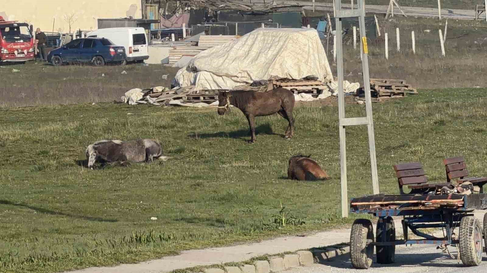 arnavutkoyde basibos at otomobillere carpti 2 arac hasar aldi 6 YiH6ZORy