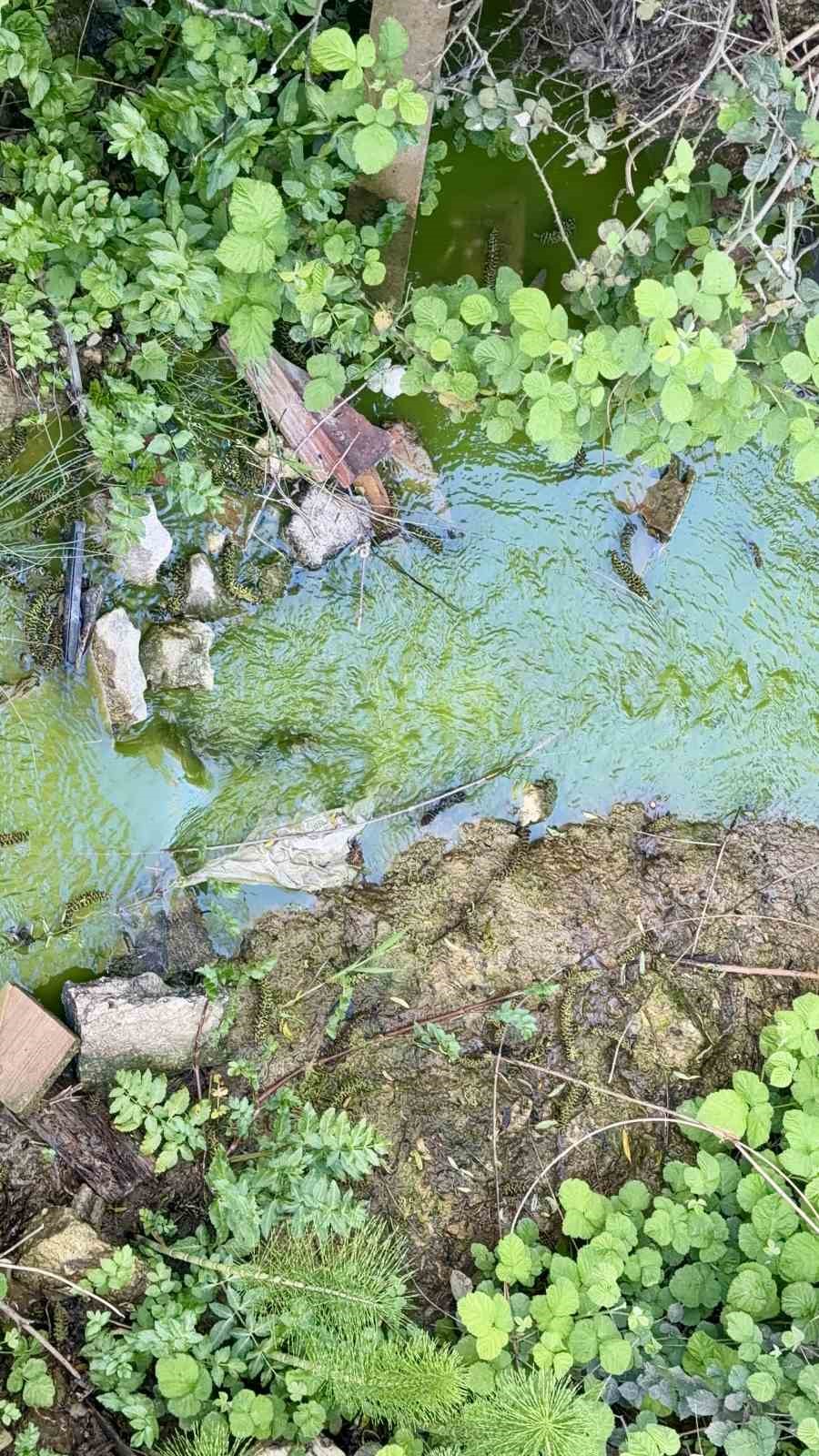 arnavutkoyde dereden akan yesil su mahalleliyi tedirgin etti 6 jYvH1iLH