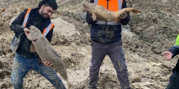 arnavutkoyde-ibbnin-dokum-sahasina-cevirdigi-mavi-golde-baliklar-can-cekisiyor-bdTe1KrO.jpg