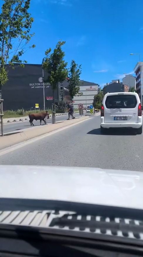 Arnavutköy’de kaçan kurbanlığın ortalığı birbirine kattığı anlar kamerada 4 arnavutkoyde kacan kurbanligin ortaligi birbirine kattigi anlar kamerada 0 eNqP65vz