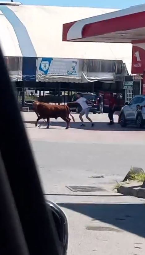 Arnavutköy’de kaçan kurbanlığın ortalığı birbirine kattığı anlar kamerada 5 arnavutkoyde kacan kurbanligin ortaligi birbirine kattigi anlar kamerada 1
