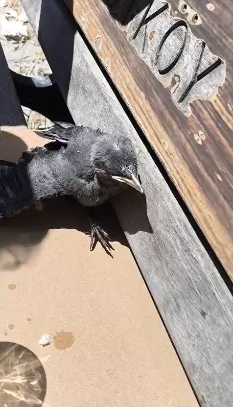 Arnavutköy’de okulun havalandırma boşluğuna düşen karga yavrusu kurtarıldı 5 arnavutkoyde okulun havalandirma bosluguna dusen karga yavrusu kurtarildi 1 EkYIYTK2