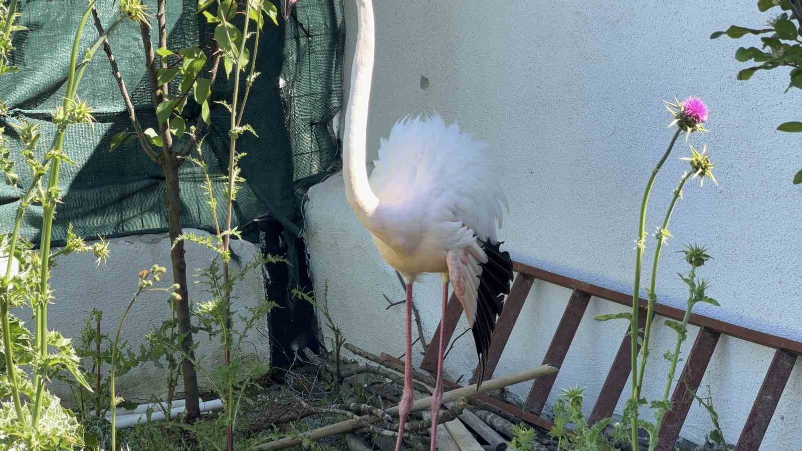 arnavutkoyde ormanlik alanda kanadi kirik flamingo bulundu 0 huUNRPFj