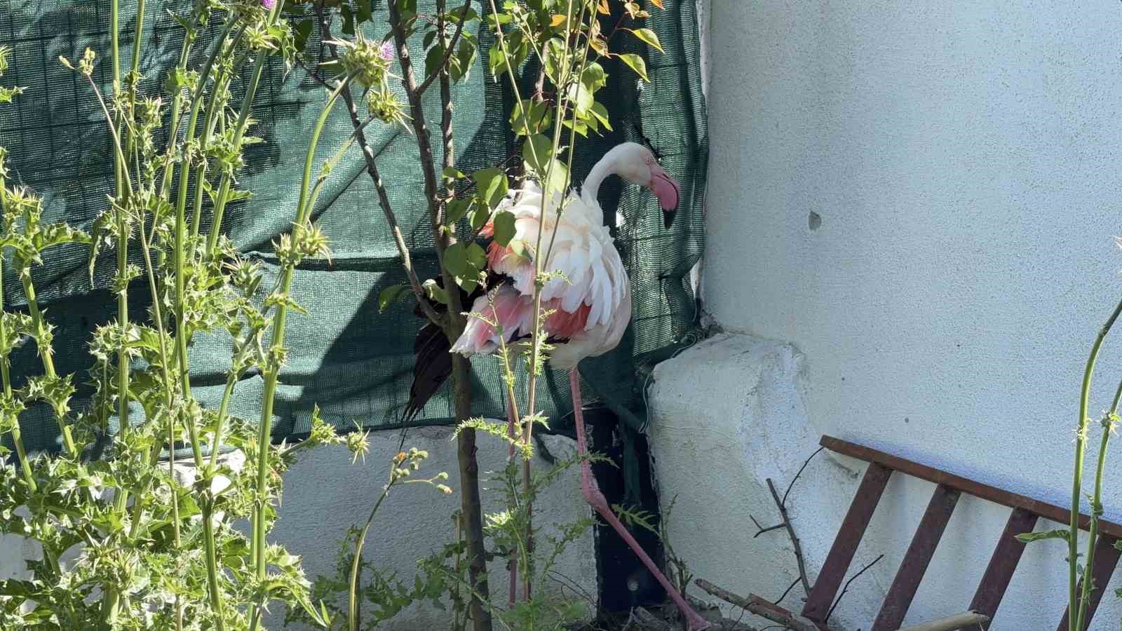 arnavutkoyde ormanlik alanda kanadi kirik flamingo bulundu 1