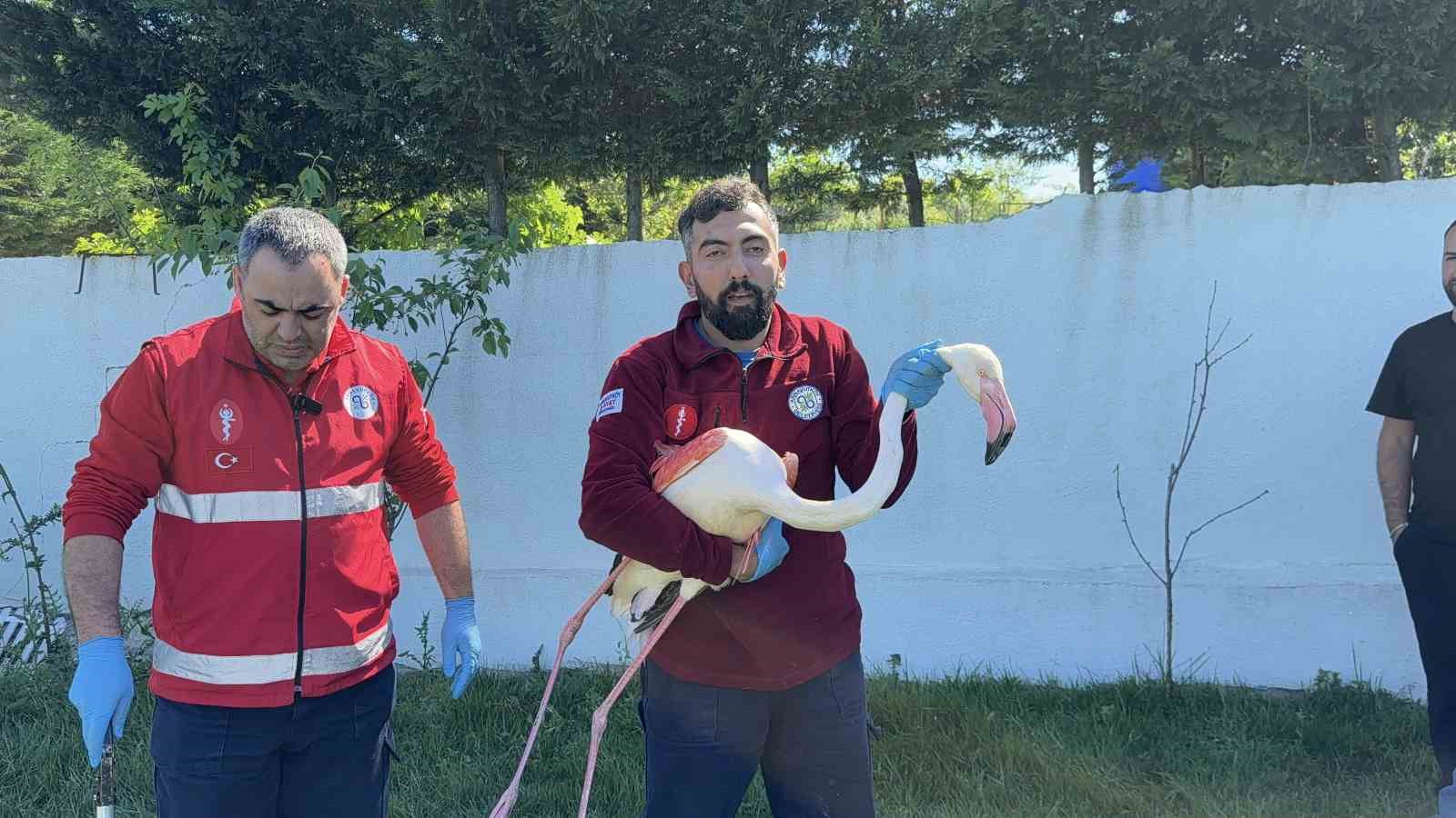 arnavutkoyde ormanlik alanda kanadi kirik flamingo bulundu 2 hcRB9WMe
