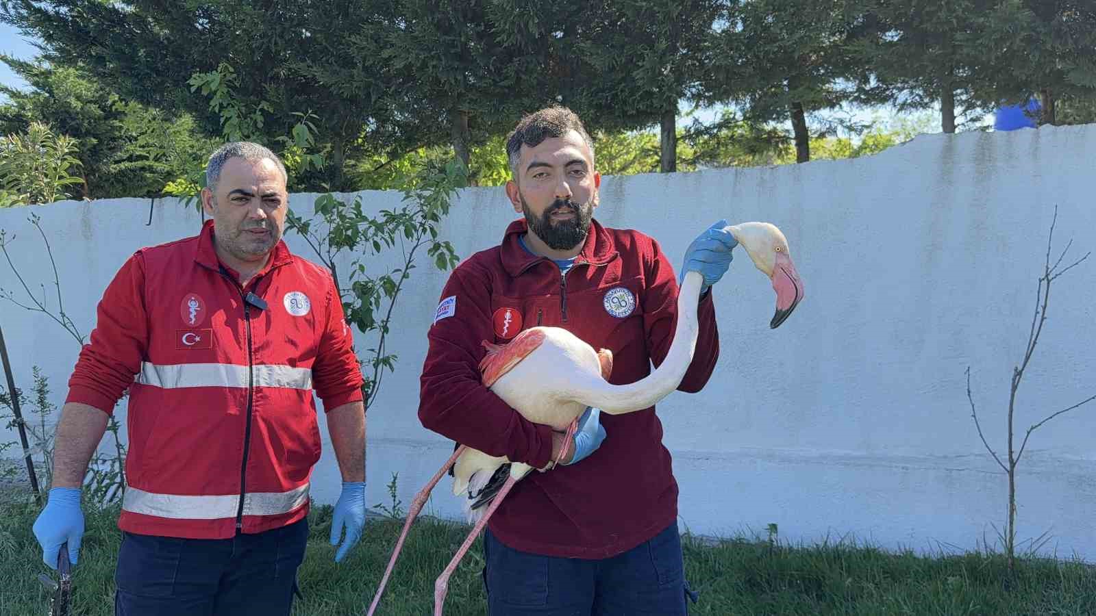 arnavutkoyde ormanlik alanda kanadi kirik flamingo bulundu 3 81Jej4ld