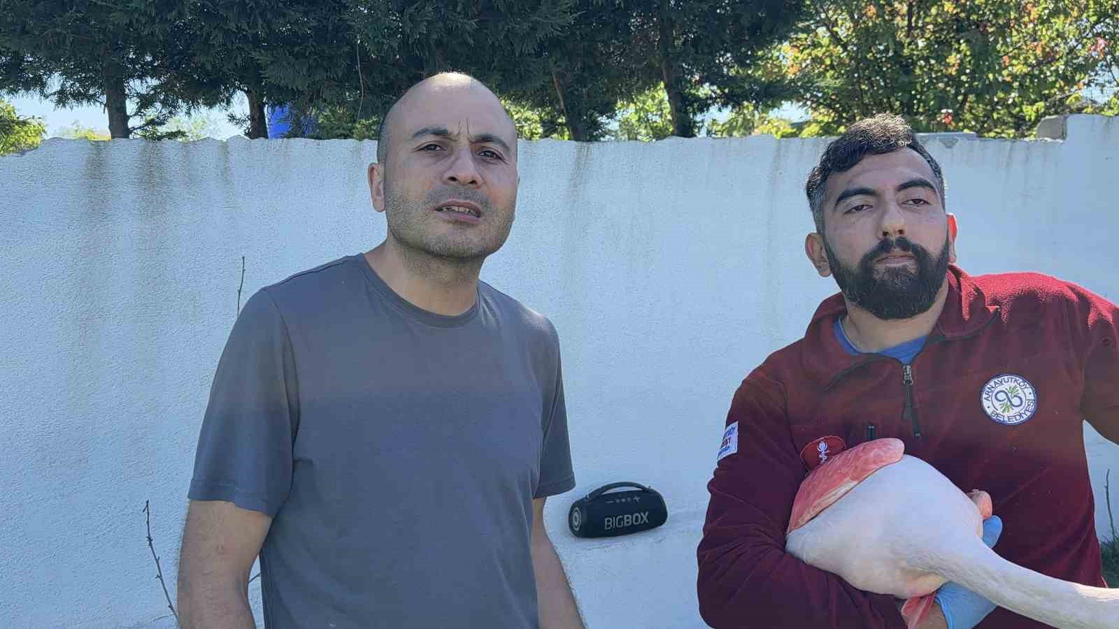 arnavutkoyde ormanlik alanda kanadi kirik flamingo bulundu 4 Y9jjvlgi