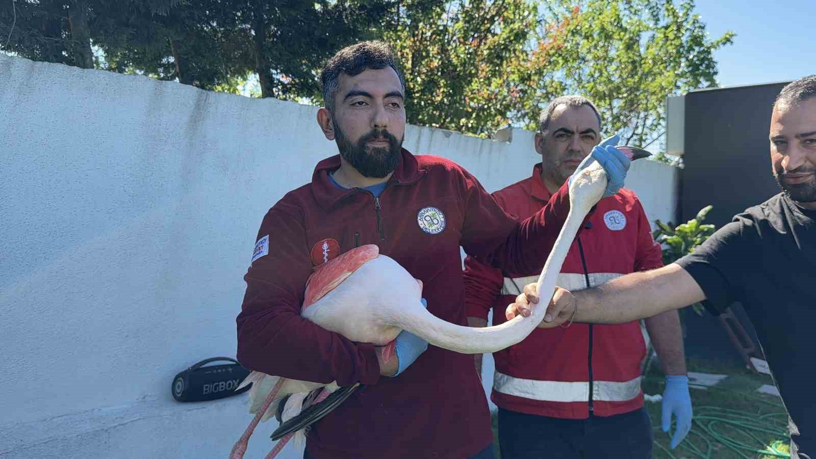 arnavutkoyde ormanlik alanda kanadi kirik flamingo bulundu 5 WAdzzzBS