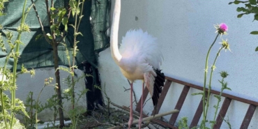 arnavutkoyde-ormanlik-alanda-kanadi-kirik-flamingo-bulundu-eBI2mP3I.jpg
