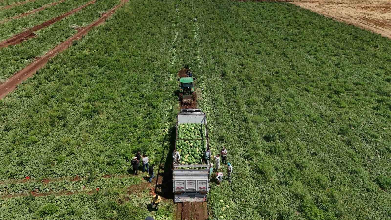 Aromasını Karacadağ’ın verimli topraklarından alan Diyarbakır karpuzunda hasat 14 aromasini karacadagin verimli topraklarindan alan diyarbakir karpuzunda hasat 10 6u5rN3Yv