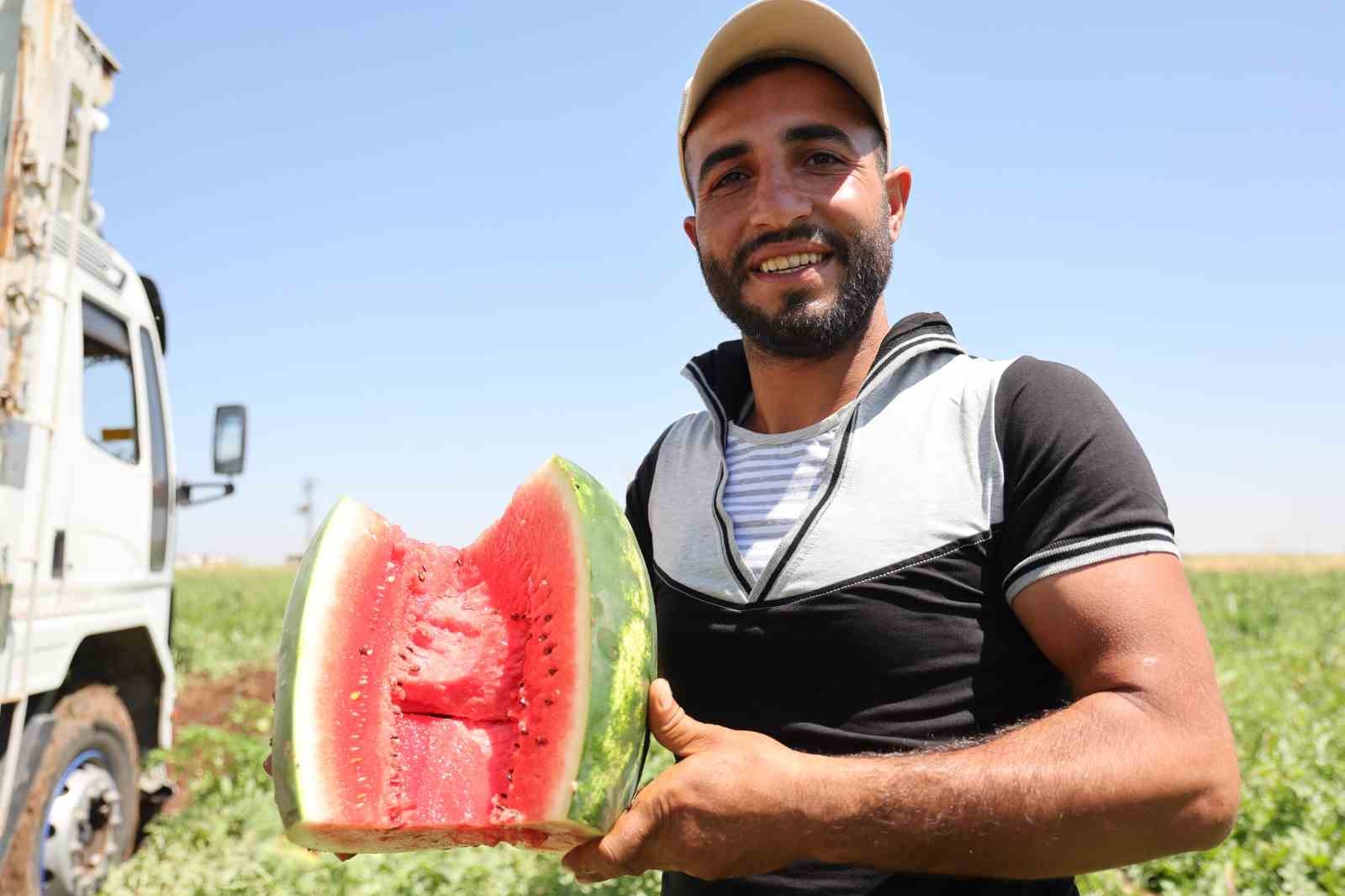 Aromasını Karacadağ’ın verimli topraklarından alan Diyarbakır karpuzunda hasat 6 aromasini karacadagin verimli topraklarindan alan diyarbakir karpuzunda hasat 2 g6Rek9wh