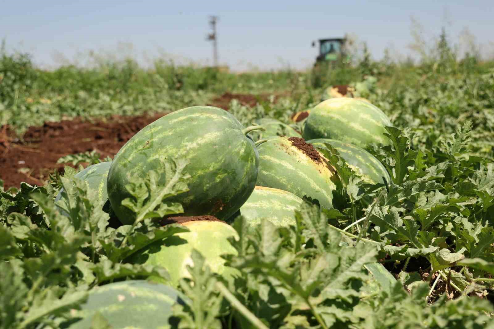 Aromasını Karacadağ’ın verimli topraklarından alan Diyarbakır karpuzunda hasat 9 aromasini karacadagin verimli topraklarindan alan diyarbakir karpuzunda hasat 5 iy9G5eQn