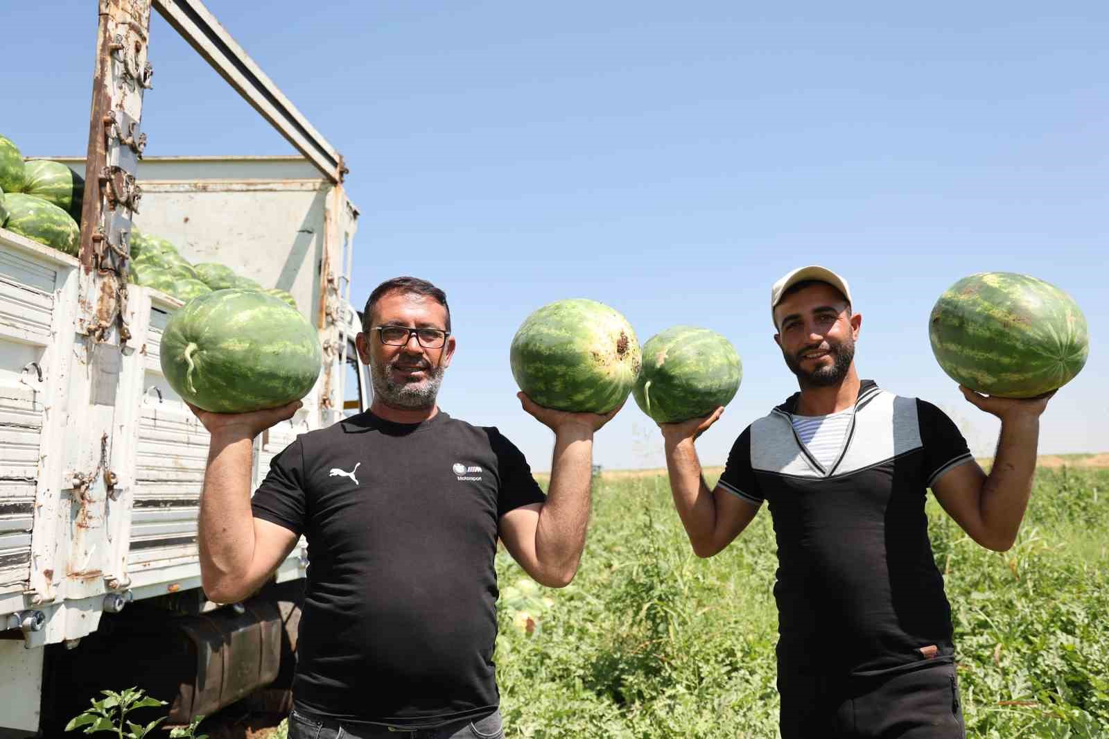 Aromasını Karacadağ’ın verimli topraklarından alan Diyarbakır karpuzunda hasat 10 aromasini karacadagin verimli topraklarindan alan diyarbakir karpuzunda hasat 6 3gXWmYzy