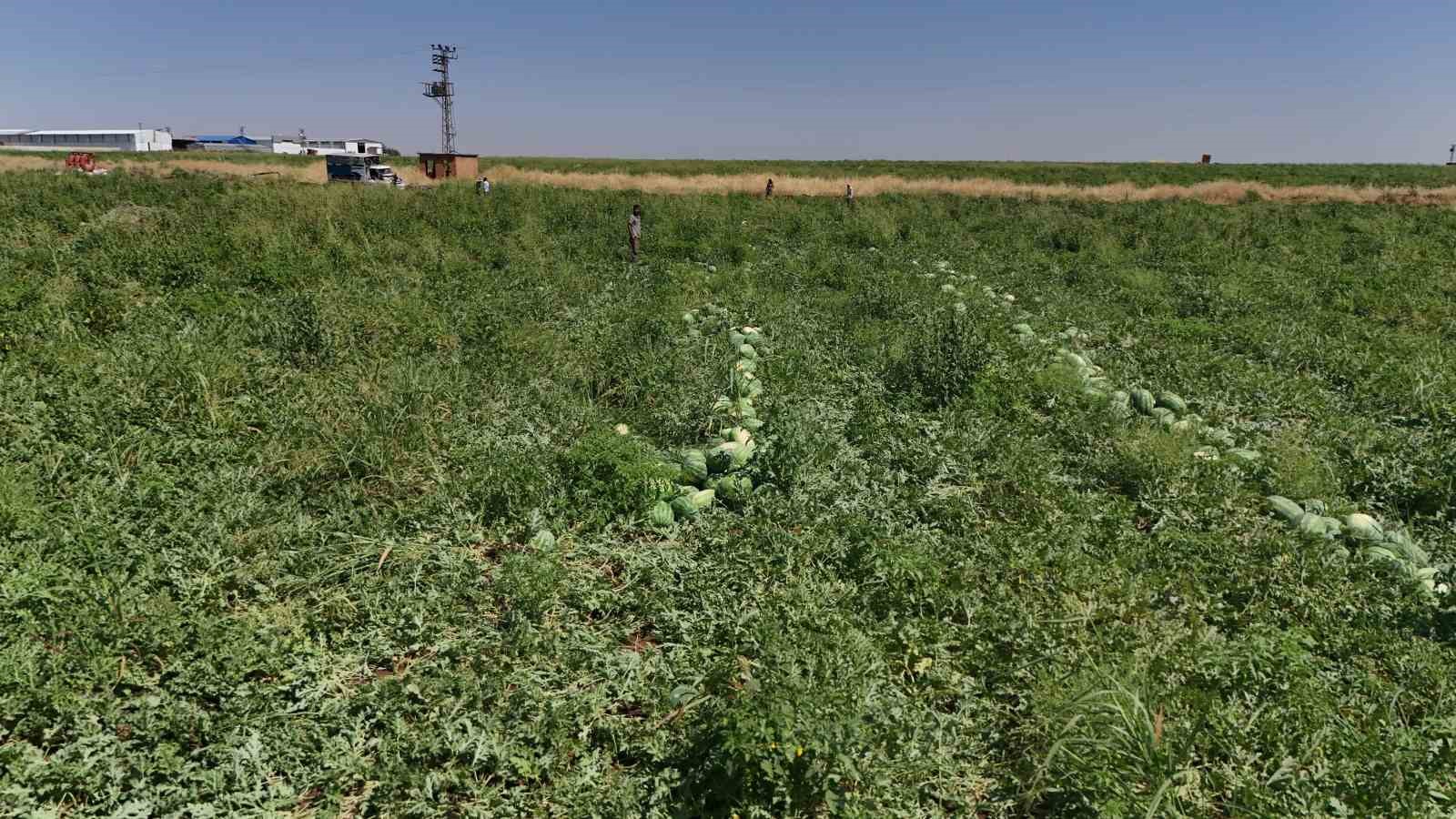 Aromasını Karacadağ’ın verimli topraklarından alan Diyarbakır karpuzunda hasat 12 aromasini karacadagin verimli topraklarindan alan diyarbakir karpuzunda hasat 8 db4uwwqV
