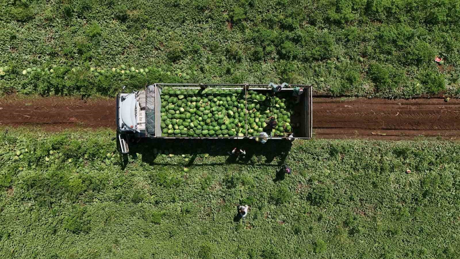 Aromasını Karacadağ’ın verimli topraklarından alan Diyarbakır karpuzunda hasat 13 aromasini karacadagin verimli topraklarindan alan diyarbakir karpuzunda hasat 9 3BR4n7ZU