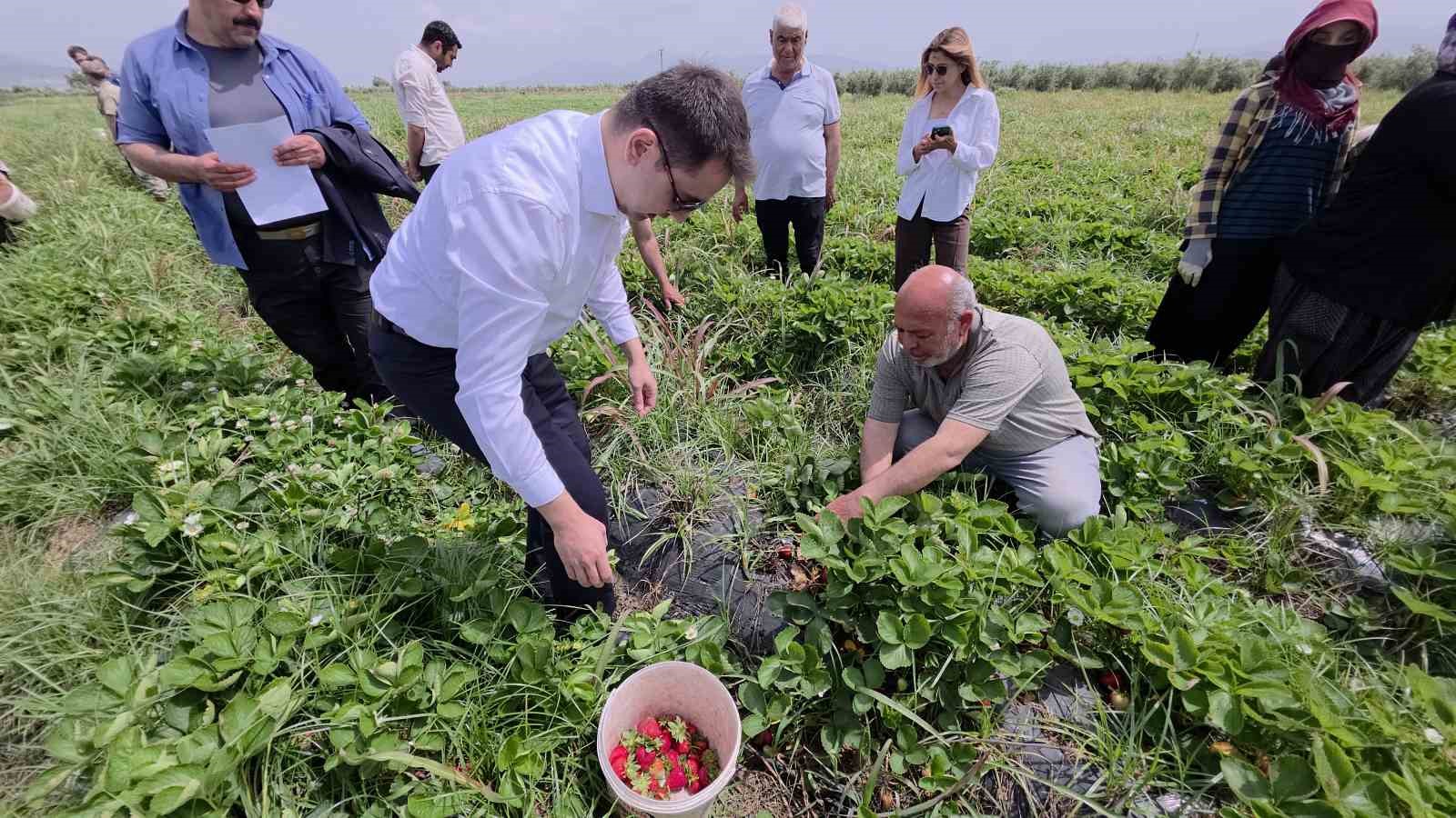 aromasiyla agizlarda tat birakan hassa cileginin hasadina baslandi 2 tLdJbiHk