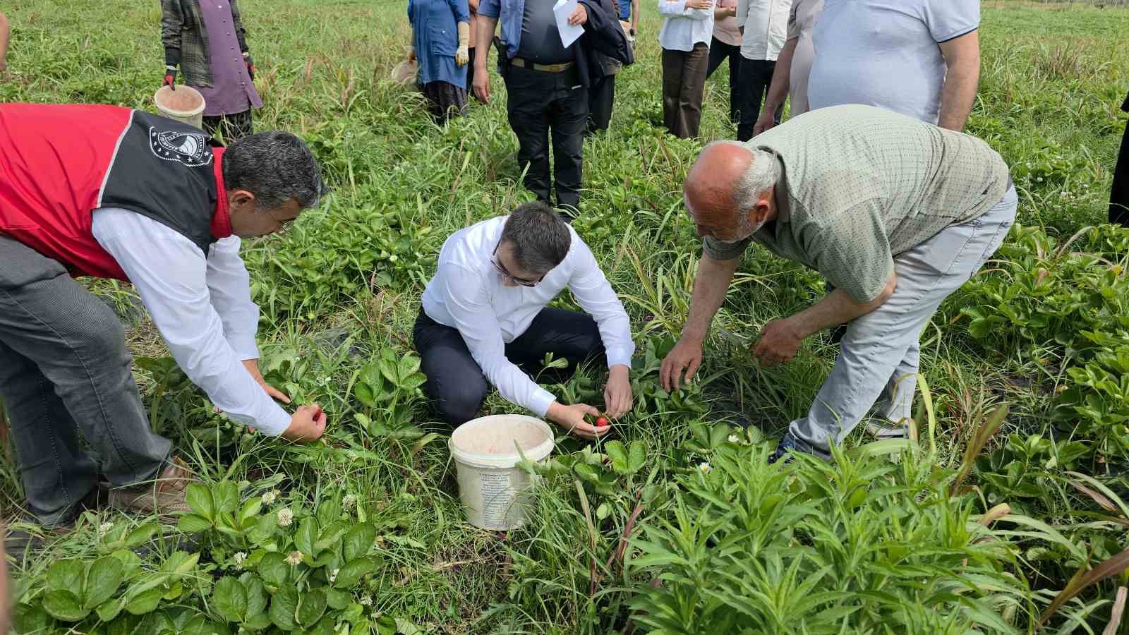 aromasiyla agizlarda tat birakan hassa cileginin hasadina baslandi 3