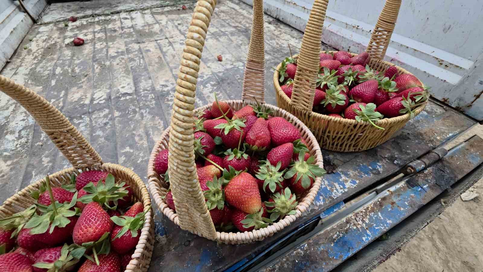 aromasiyla agizlarda tat birakan hassa cileginin hasadina baslandi 4 1rCCdafR