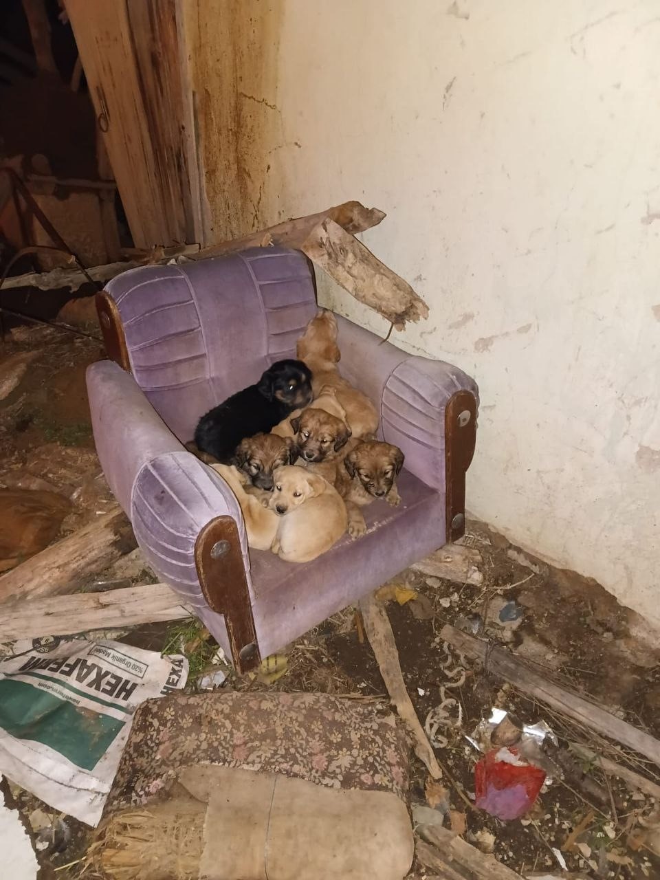 art arda yasanan kopek olumleri sonrasi muhtardan yalvac belediyesine tepki 4 i4EKyG8L