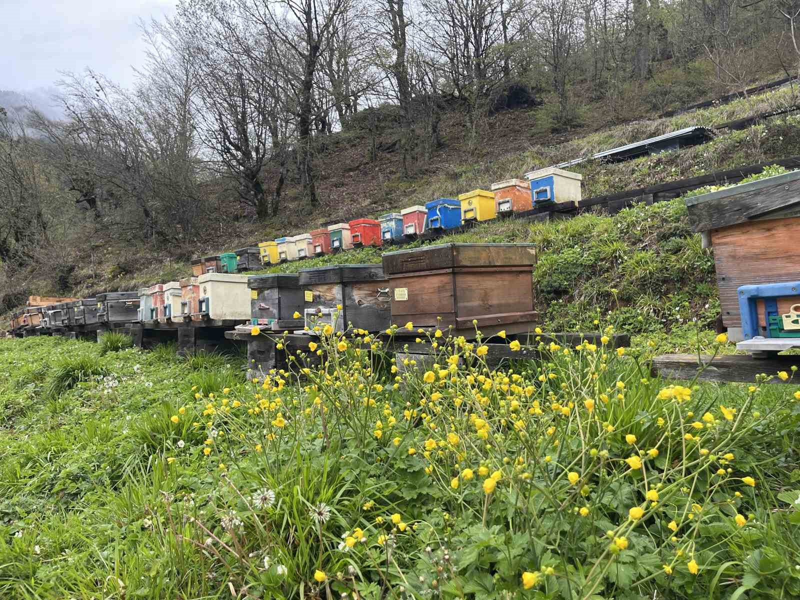 artvin apiturizmde gelecek vadediyor 1