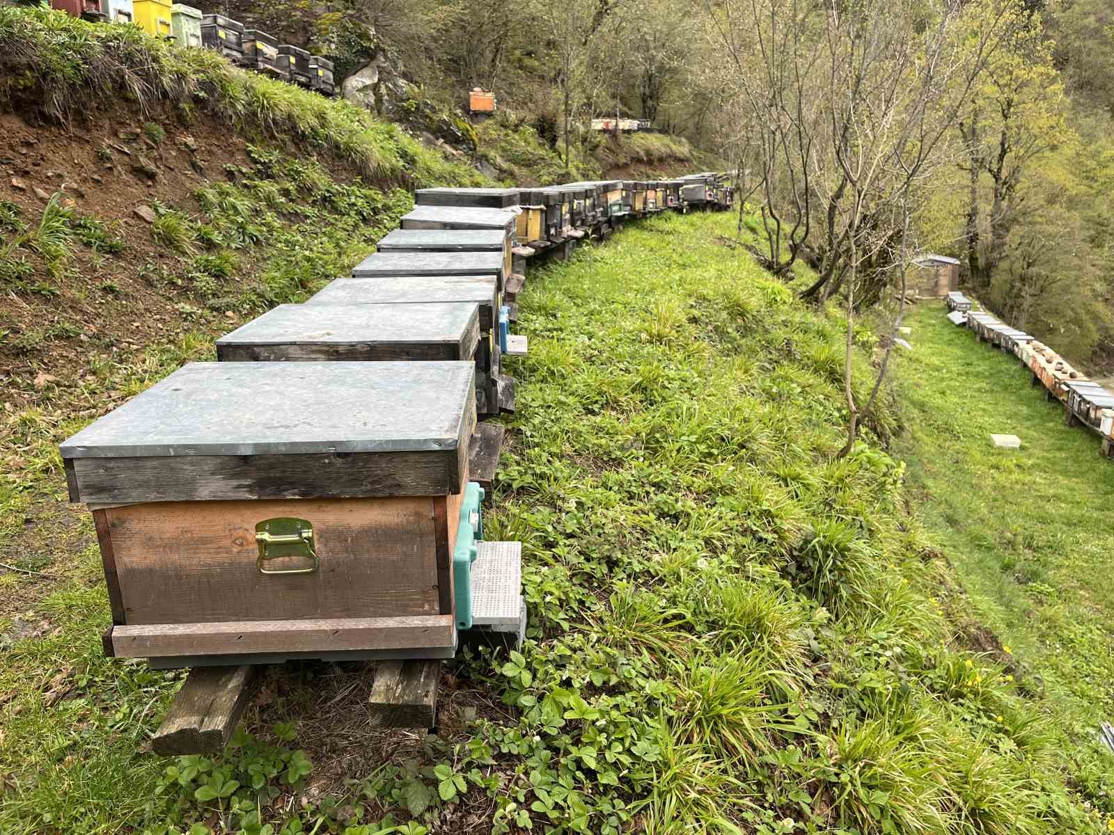 artvin apiturizmde gelecek vadediyor 3 6zm5i3ku