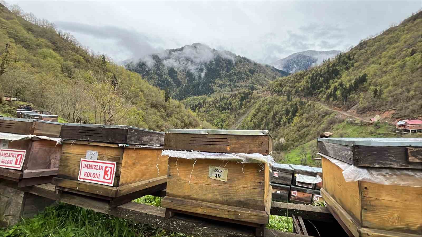 artvin apiturizmde gelecek vadediyor 6 wRmlhdg1