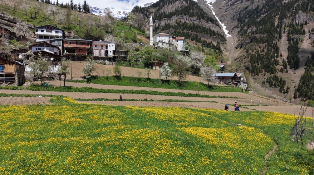 artvinde 1400 rakimda imece usulu dogal tarim 3 gpANTRIc
