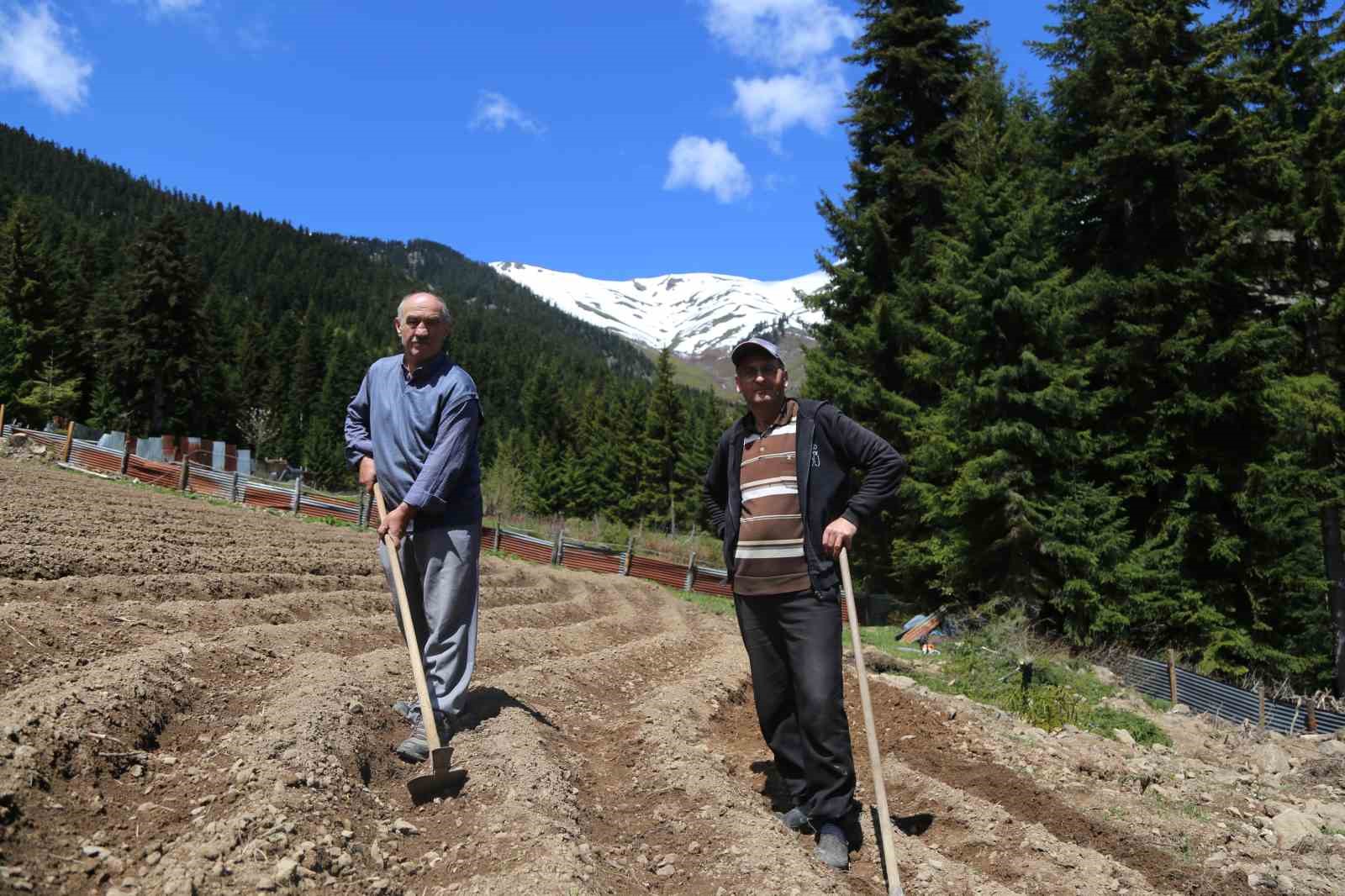 artvinde 1400 rakimda imece usulu dogal tarim 4 l1iNMKnd