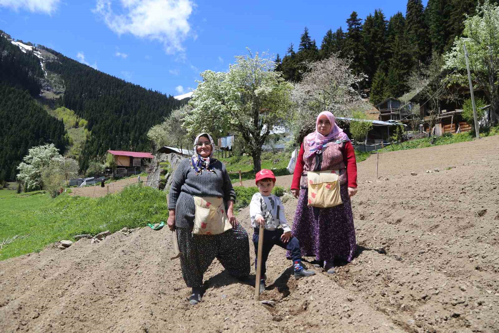 artvinde 1400 rakimda imece usulu dogal tarim 6