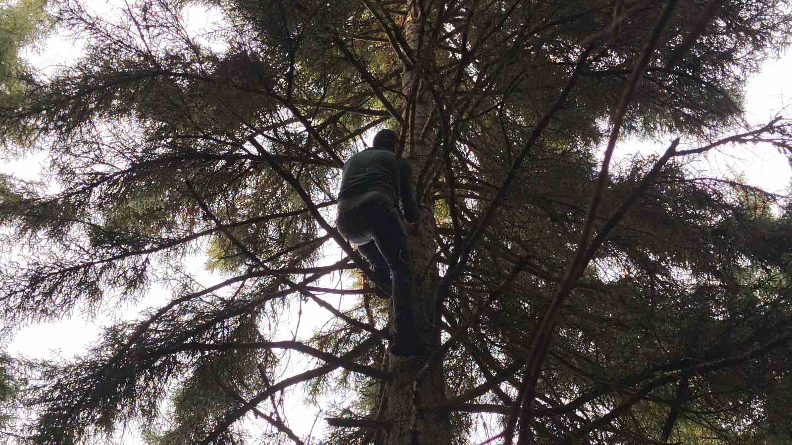 artvinde 40 metrelik goknar agacinin tepesine takilan dronu boyle kurtardilar 0 SzF8j9p3