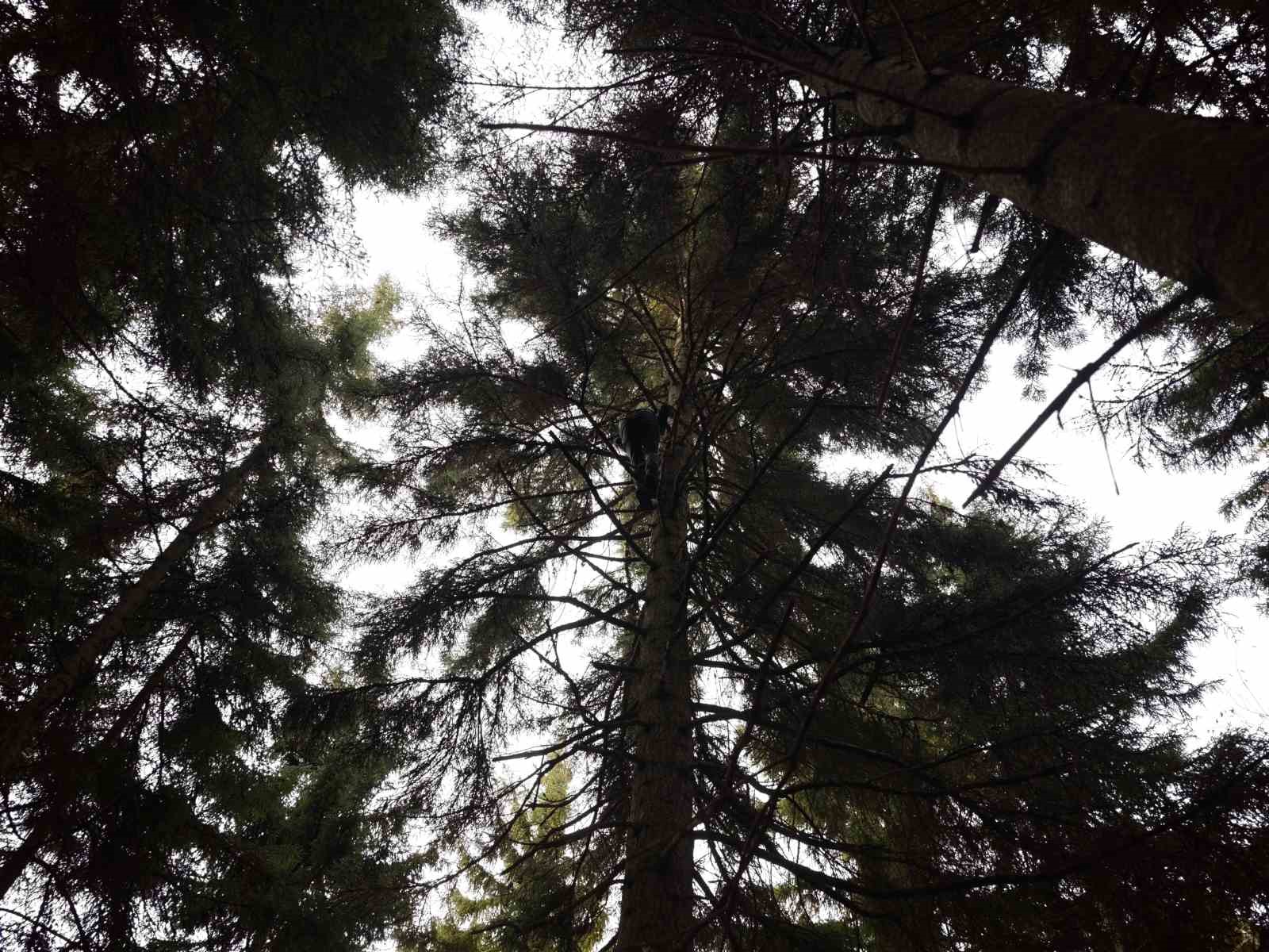 artvinde 40 metrelik goknar agacinin tepesine takilan dronu boyle kurtardilar 2 d33CcHEM