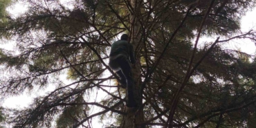 artvinde-40-metrelik-goknar-agacinin-tepesine-takilan-dronu-boyle-kurtardilar-ducbzkyt.jpg