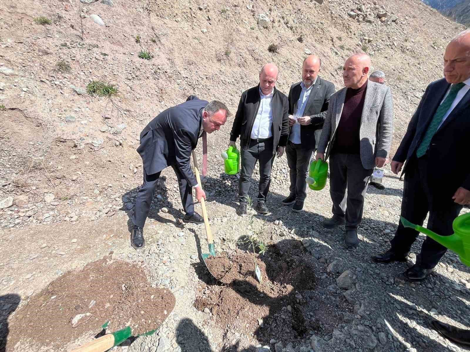 artvinde 450 butko zeytini fidani toprakla bulusturuldu 1 nDf4HB6A